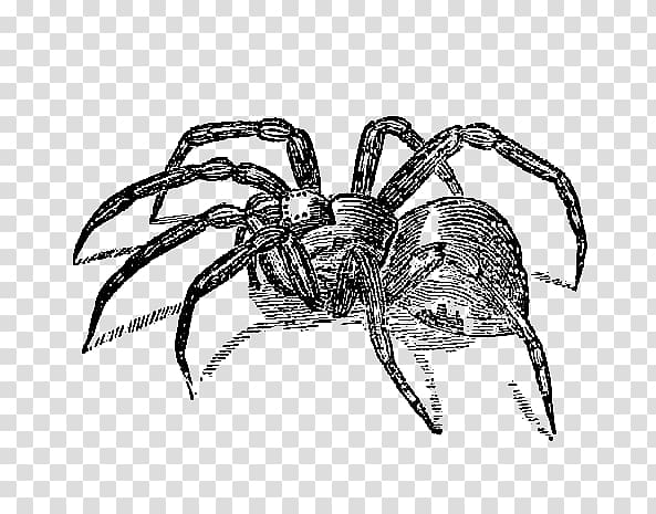 Transparent background png . Spider clipart scary spider