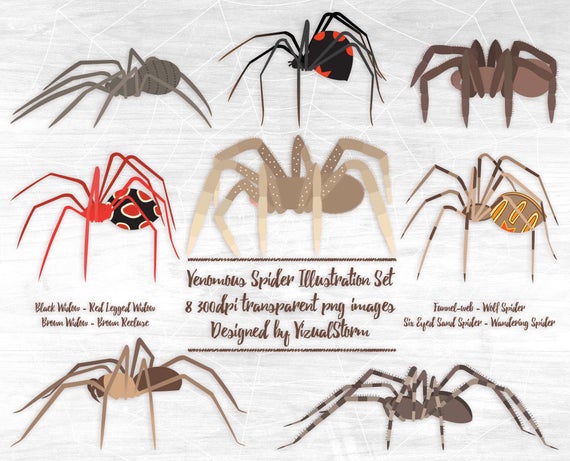 Spider clipart small animal. Venomous spiders arachnophobia graphics