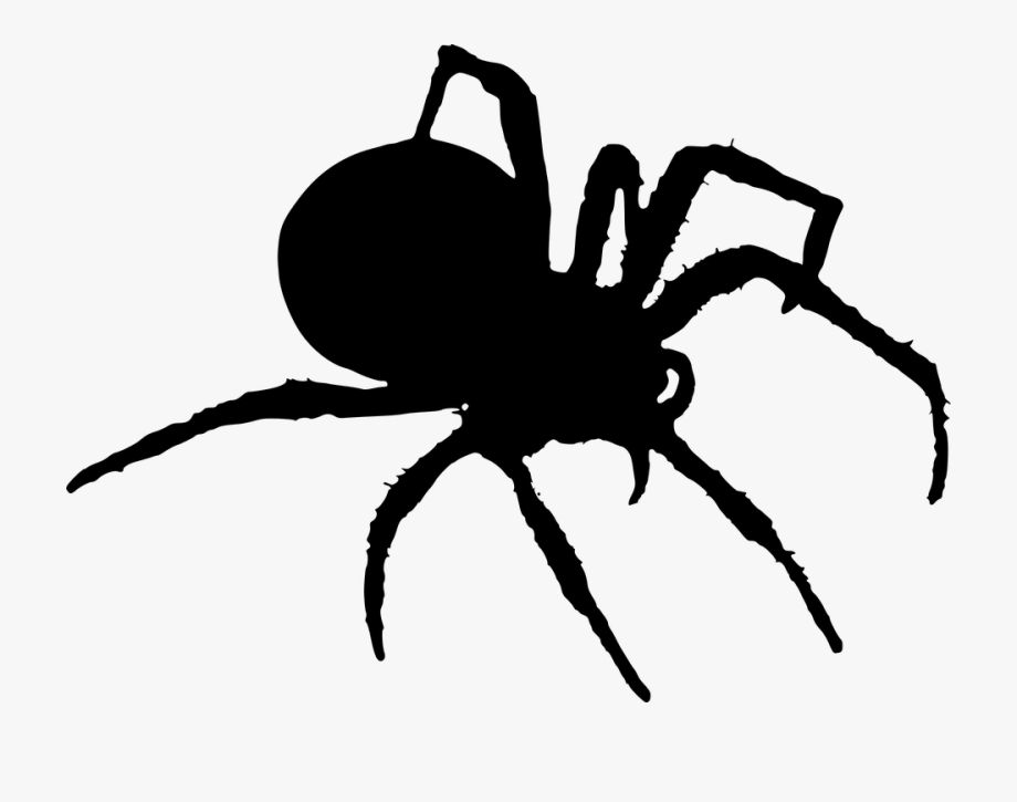Spider clipart small spider.  spiders picture free