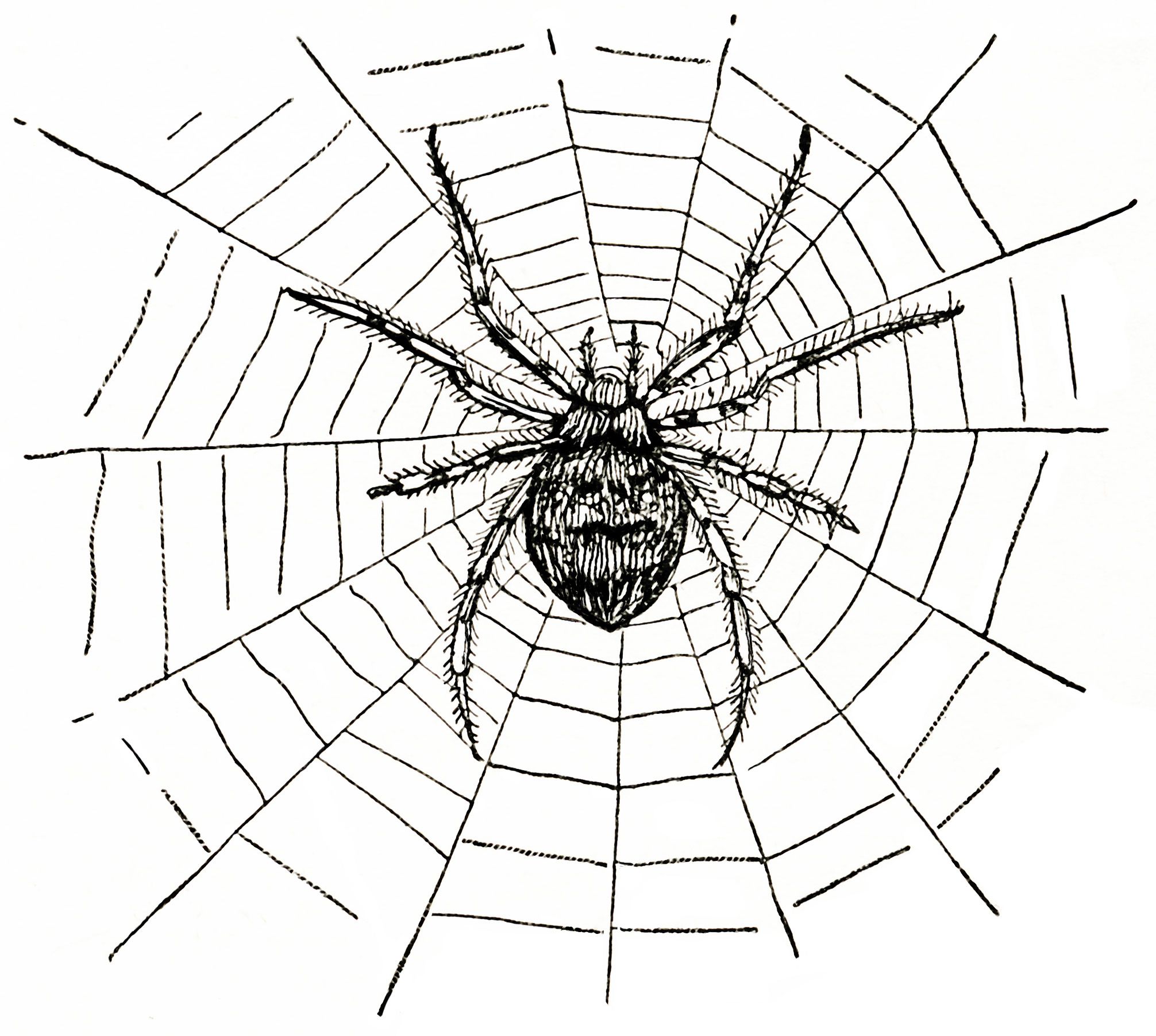 Old design shop free. Spider clipart spider diagram
