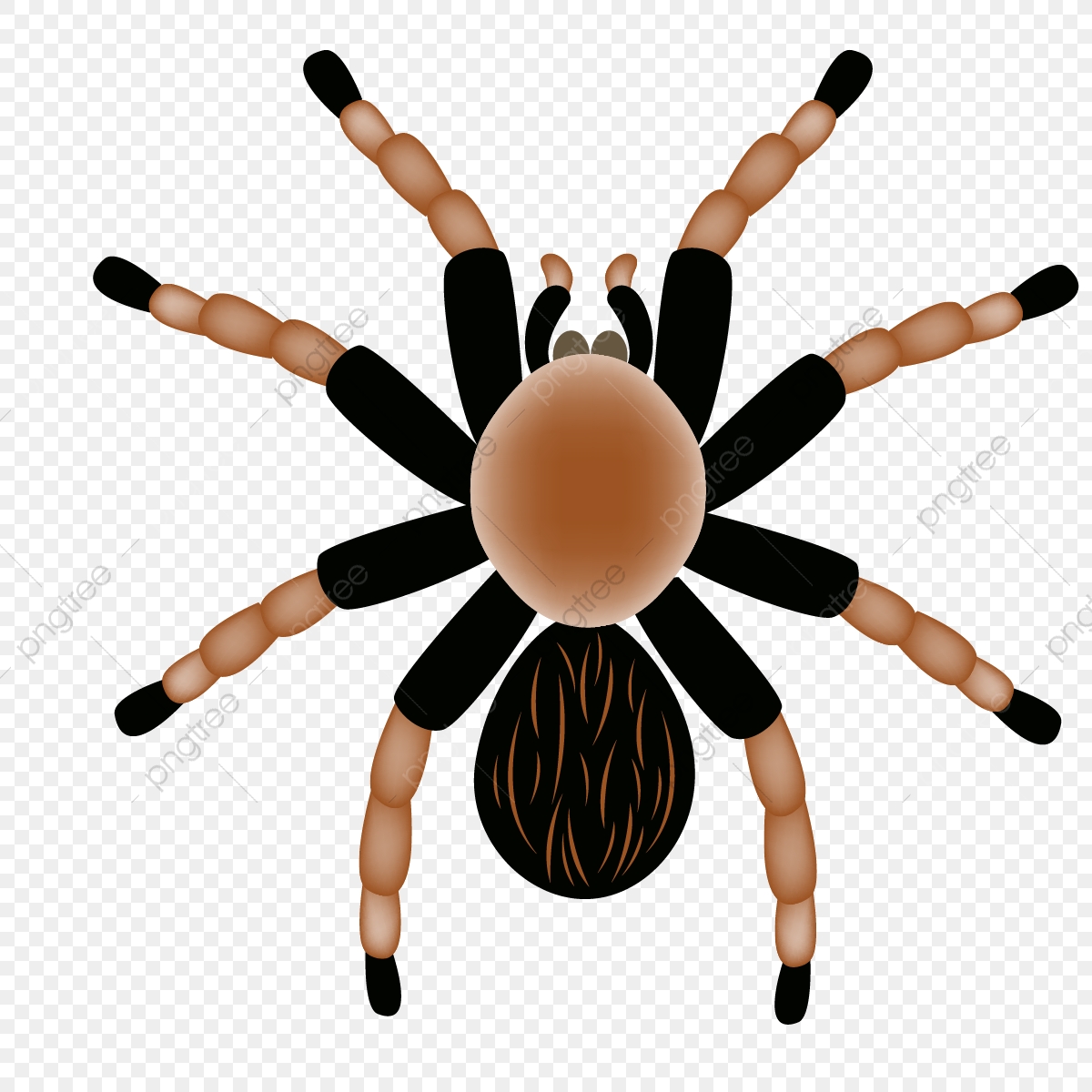 spider clipart tarantula
