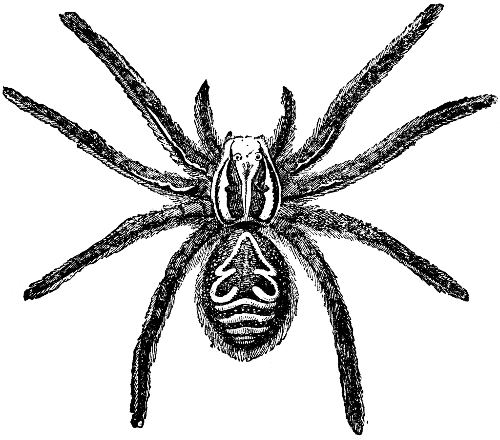 spider clipart tarantula