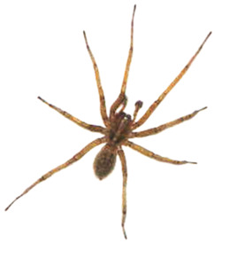 Free download man web. Spider clipart wolf spider