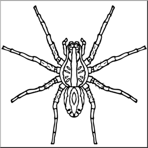 spider clipart wolf spider