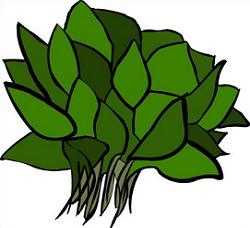 spinach clipart