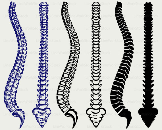 spine clipart