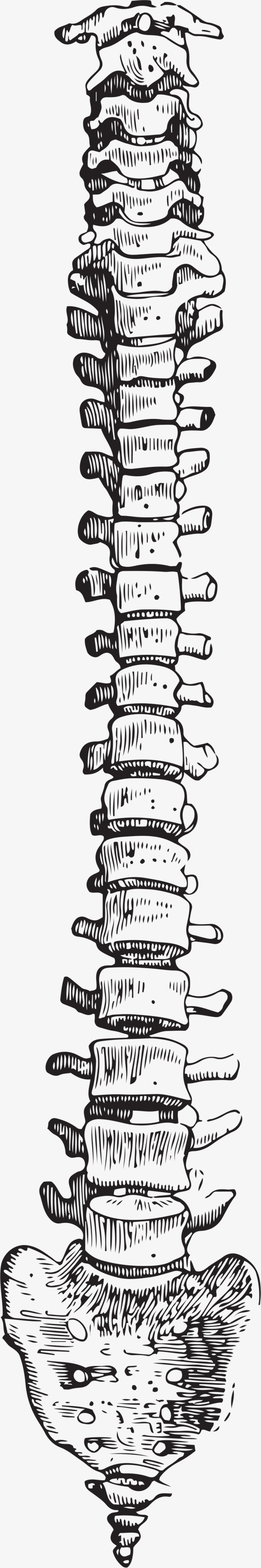 spine clipart
