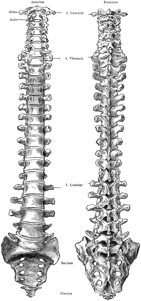 spine clipart anterior