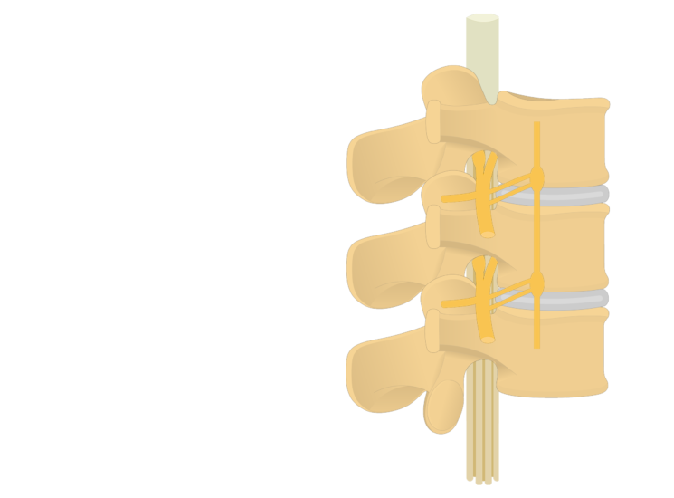 spine clipart back bone