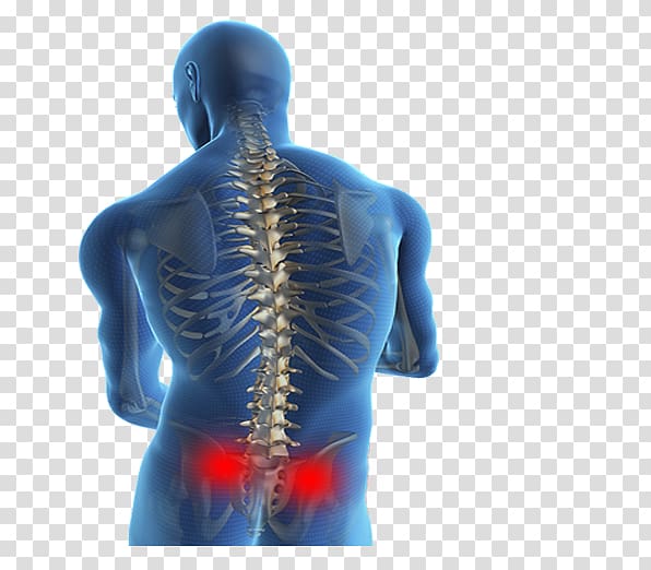 Spine clipart back bone. Low pain spinal disc