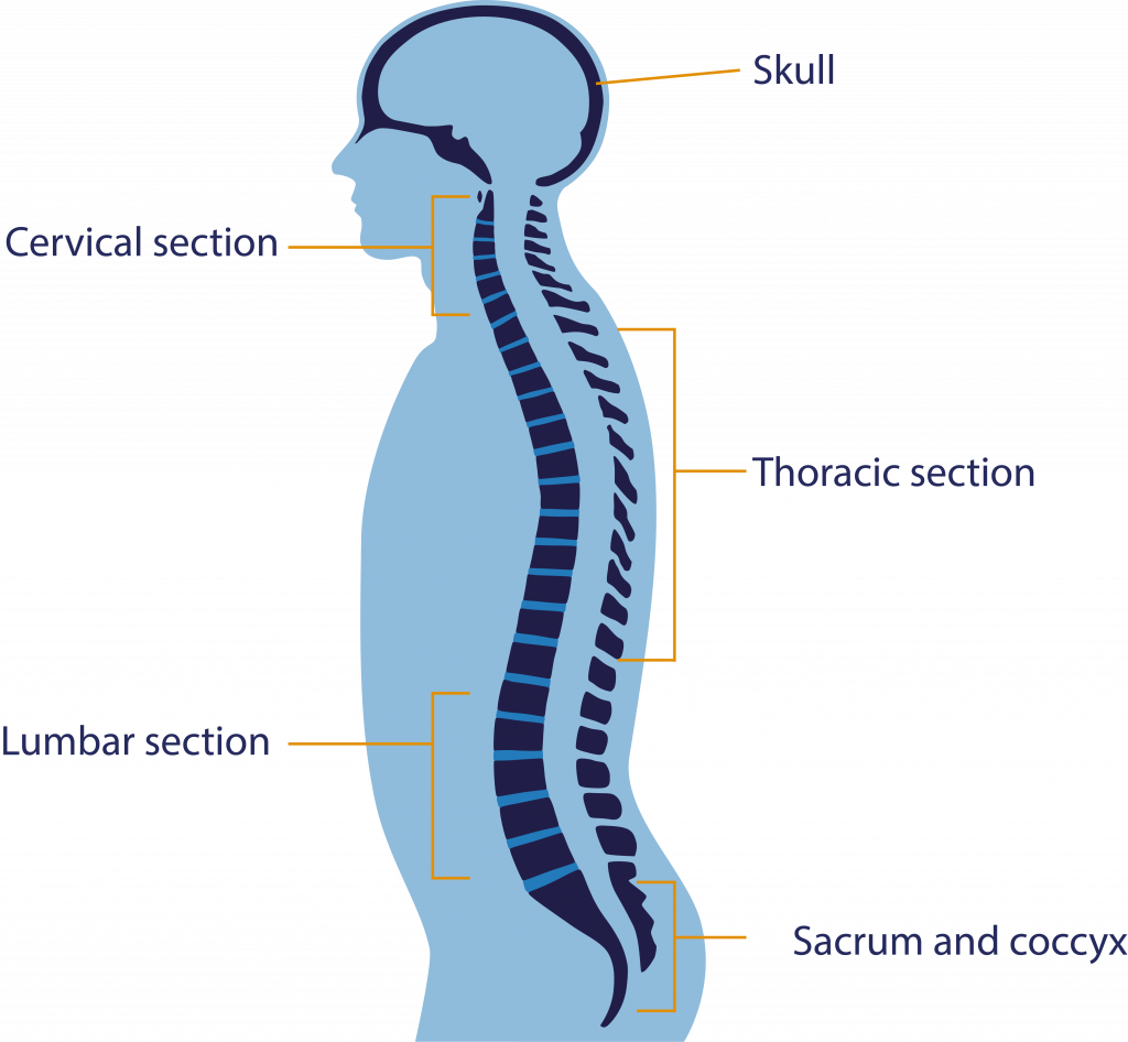 spine clipart back bone
