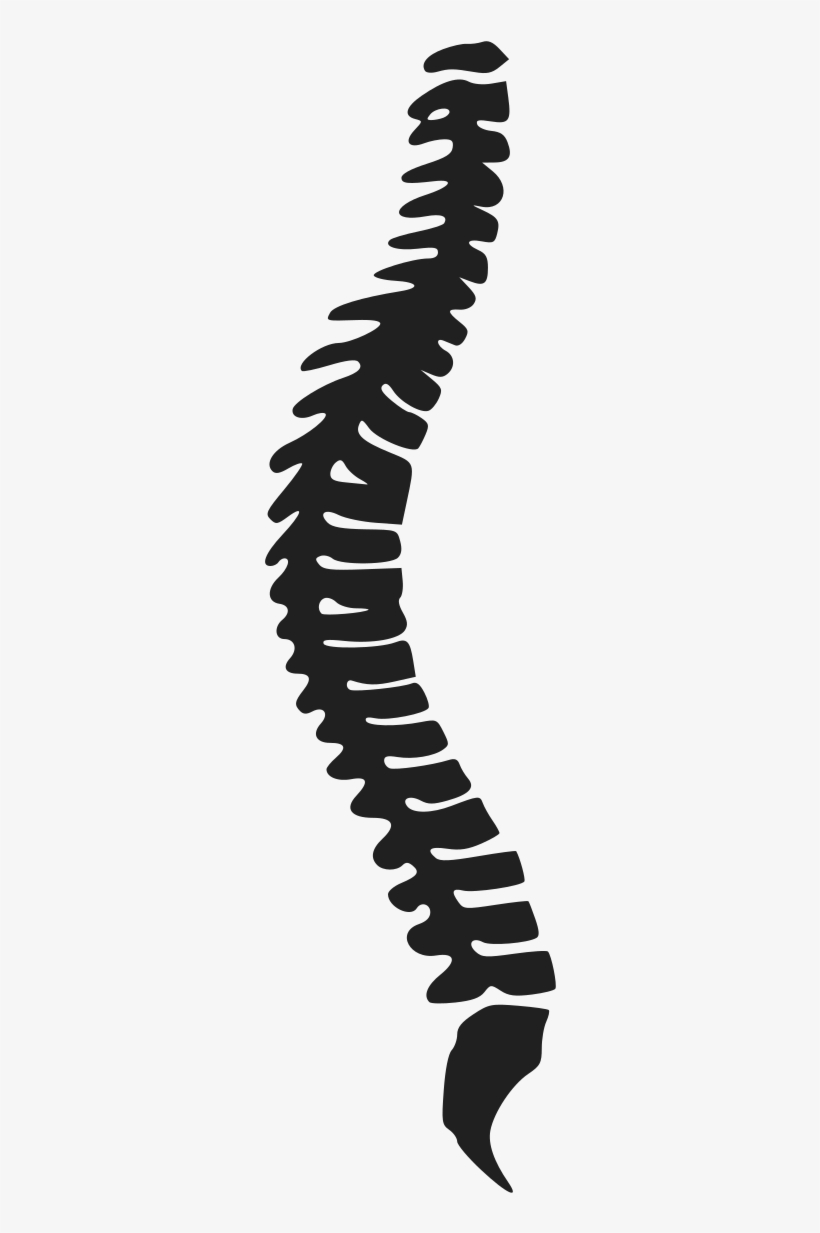 spine clipart back bone clipart, transparent - 75.17Kb 820x1233.