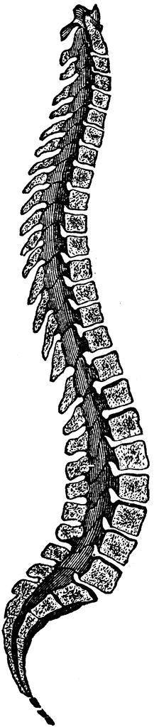 spine clipart clip art