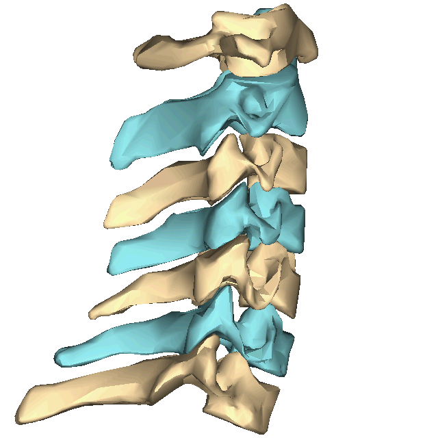 spine clipart curved spine 2070957. 