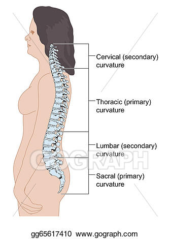 spine clipart female