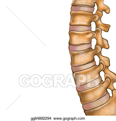 spine clipart human spine