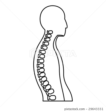 spine clipart human spine