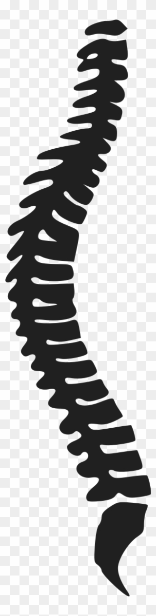 spine clipart large