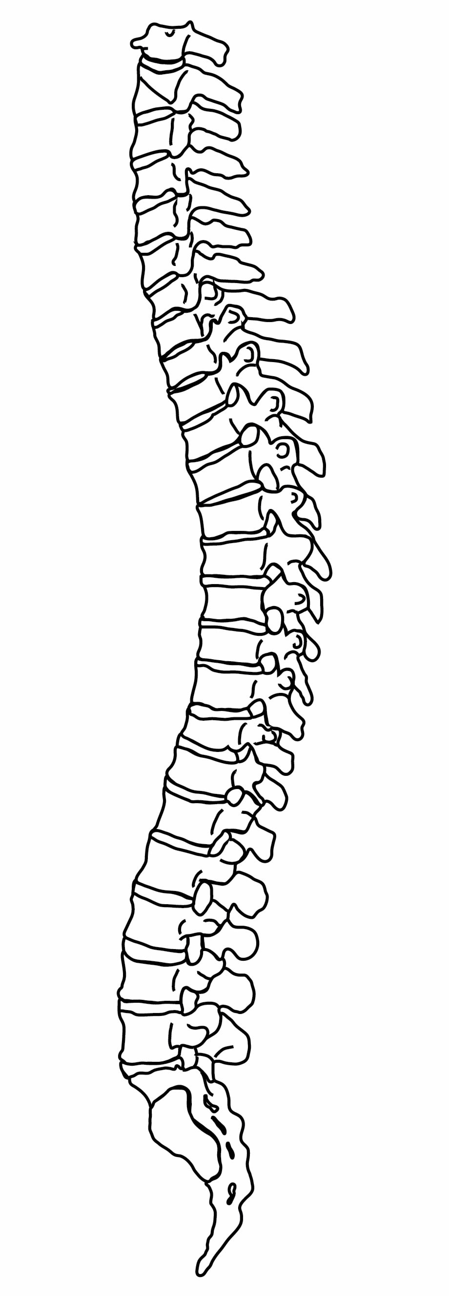 Spine clipart outline. 
