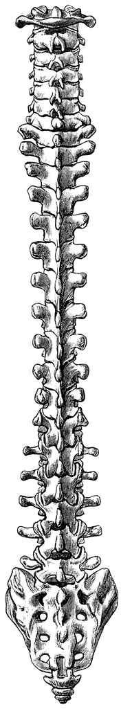 spine clipart simple spine