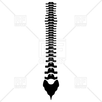 spine clipart skeletal