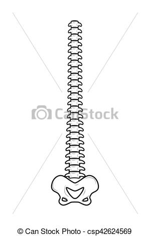 spine clipart skeletal
