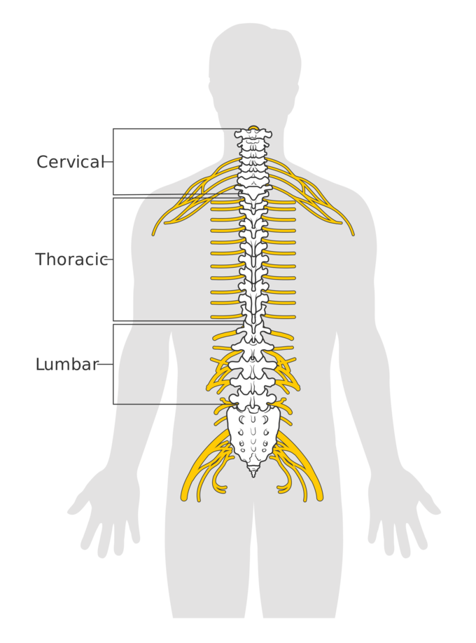 spine clipart skeleton spine