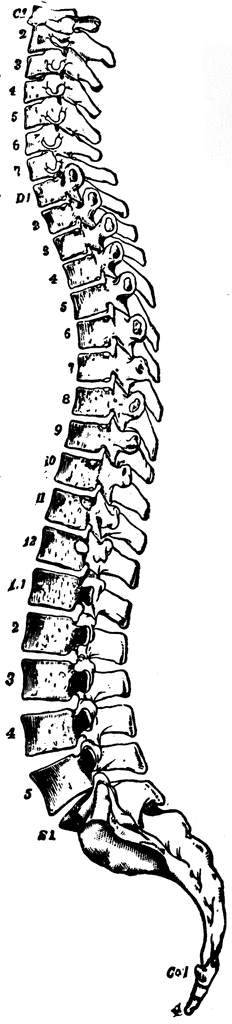spine clipart spinal cord
