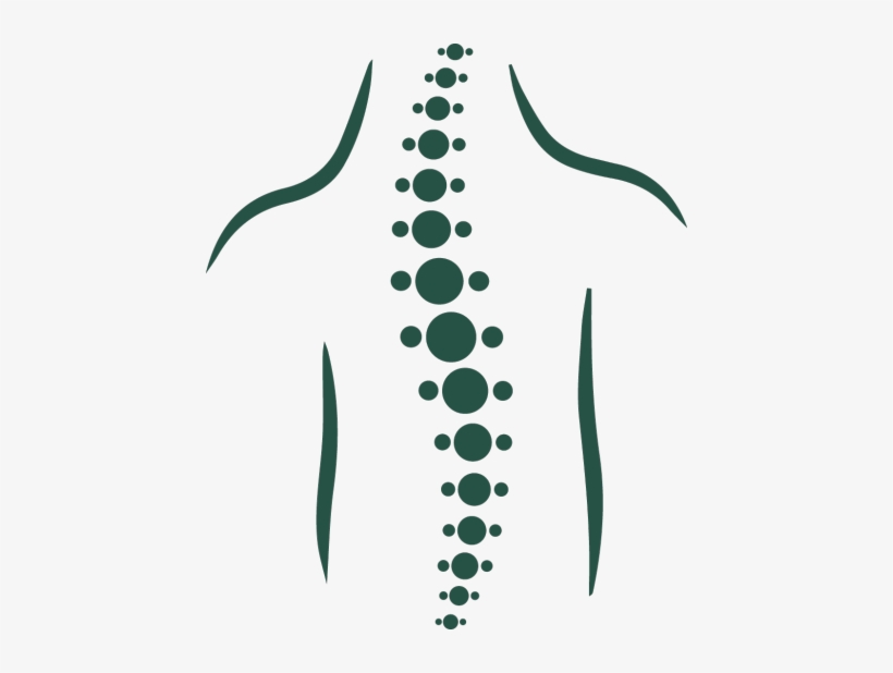 spine clipart spinal cord clipart, transparent - 56.5Kb 820x618.