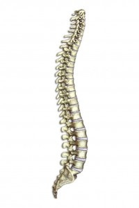 spine clipart strong