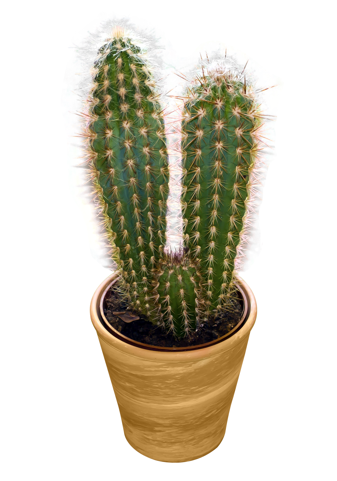 Spine clipart transparent background. Cactus png image purepng