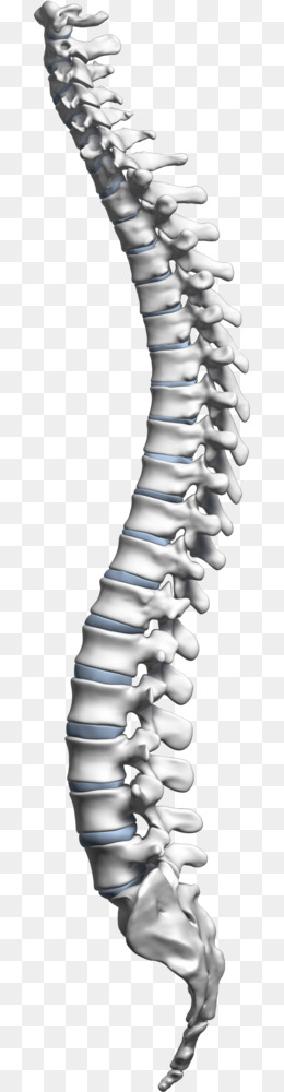 Cervical png and free. Spine clipart transparent background