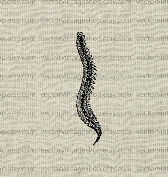 spine clipart vector
