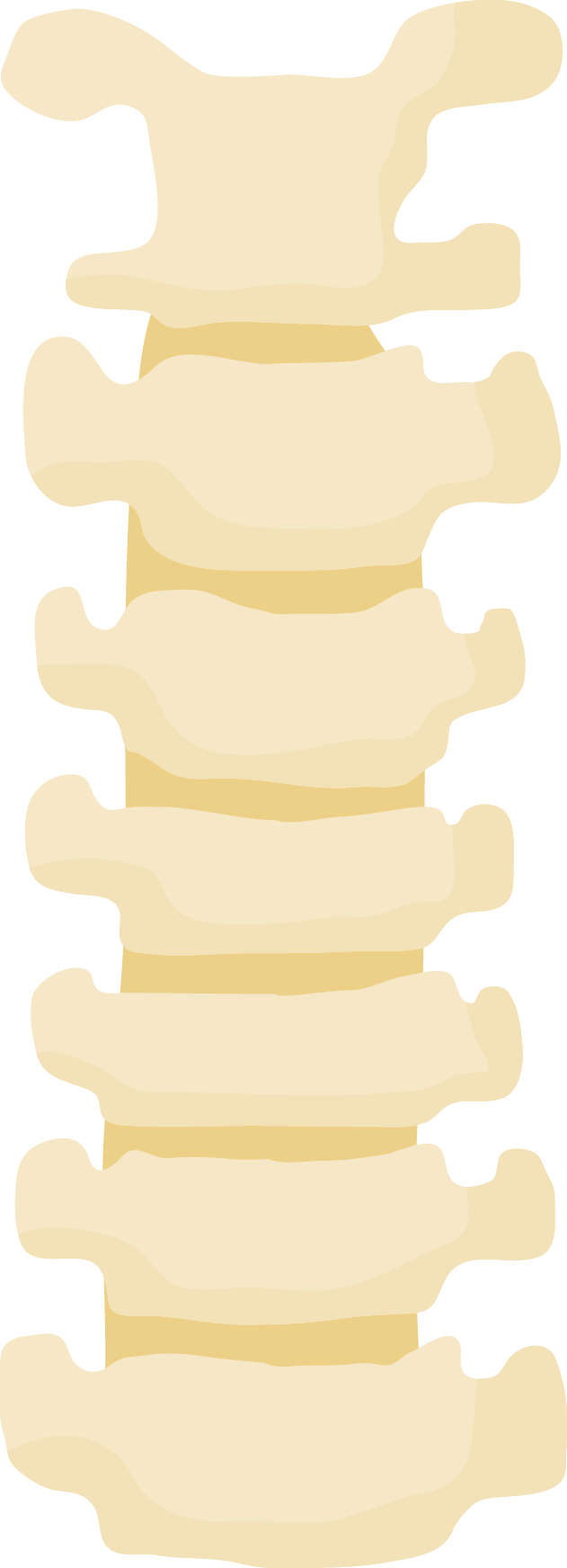 Spine vertebrae