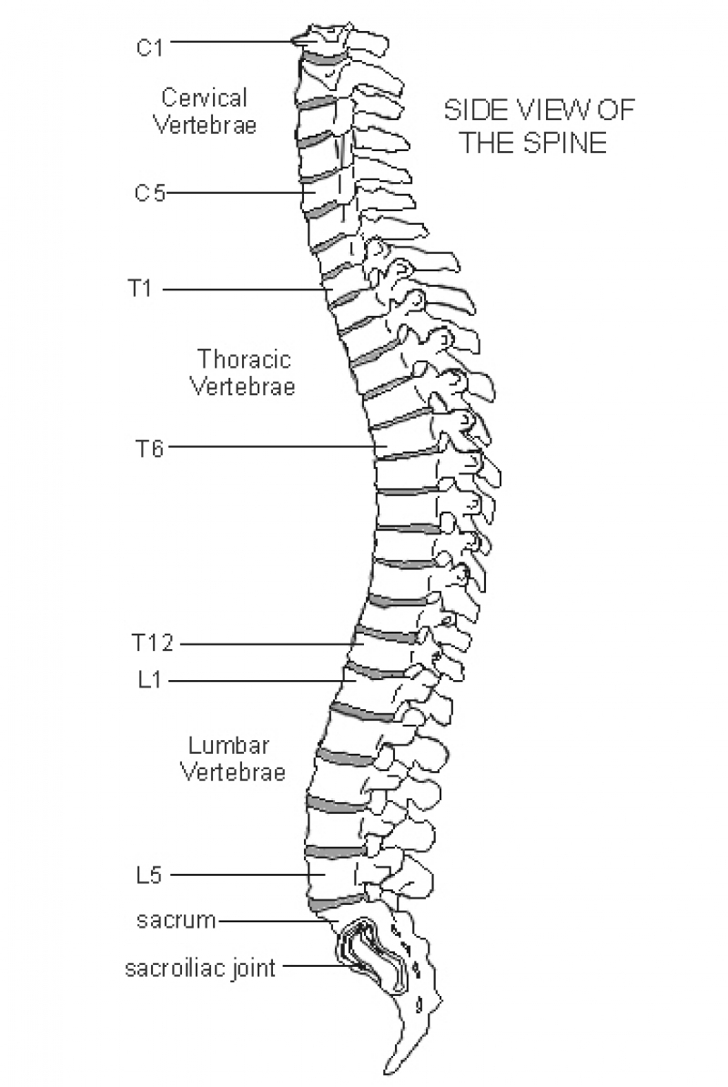 spine clipart vertebrae