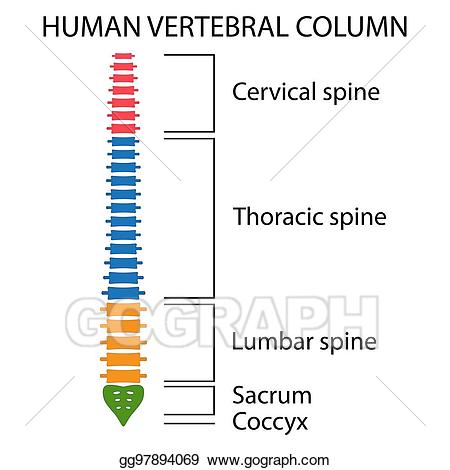spine clipart vertebrae