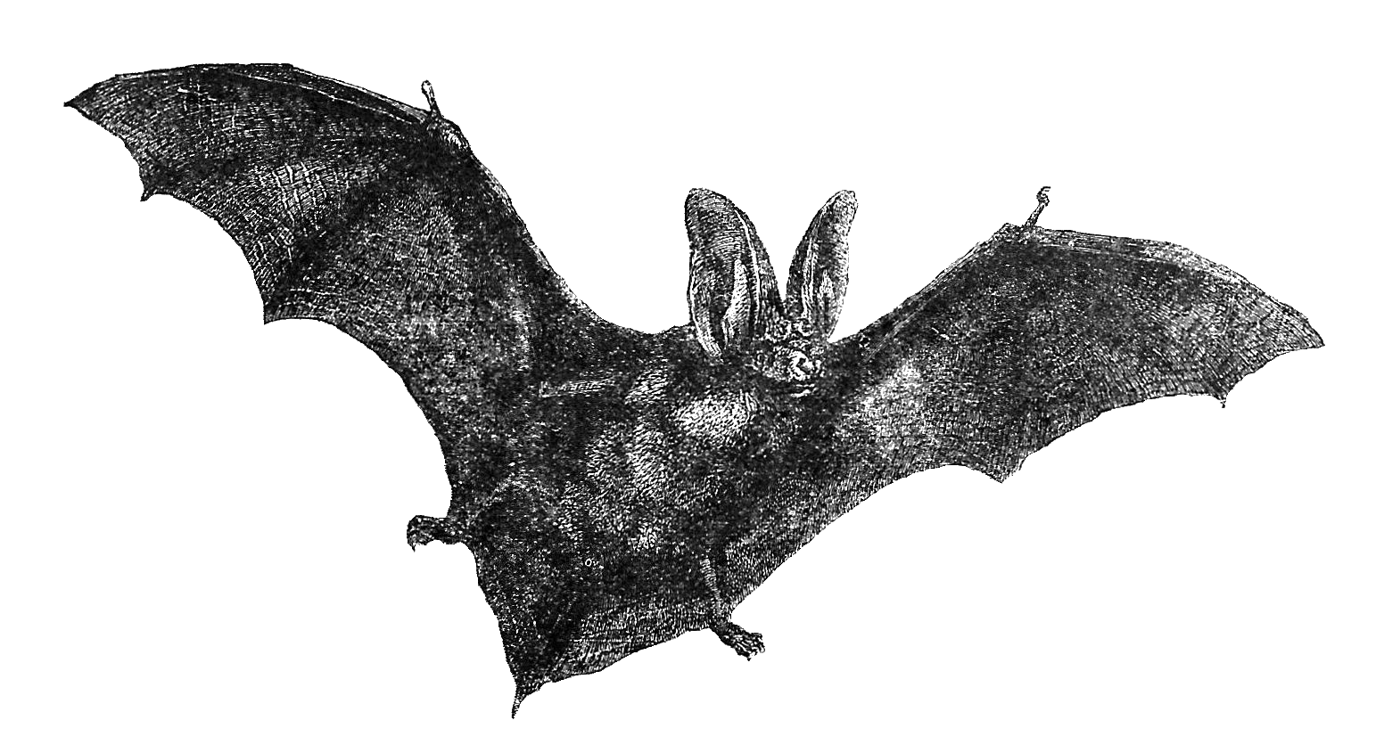 spooky clipart flying bat