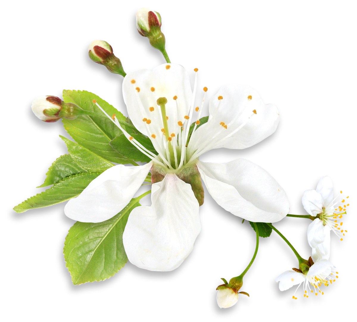 Spring flower png. White tree clipart gallery