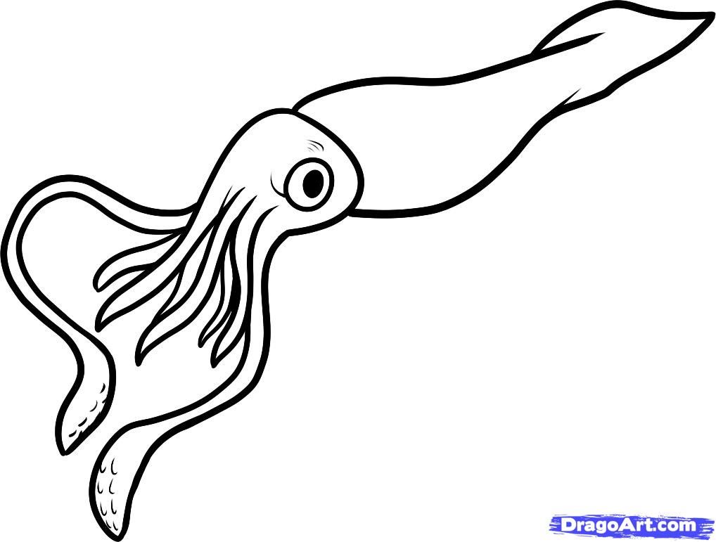 squid clipart aquatic animal