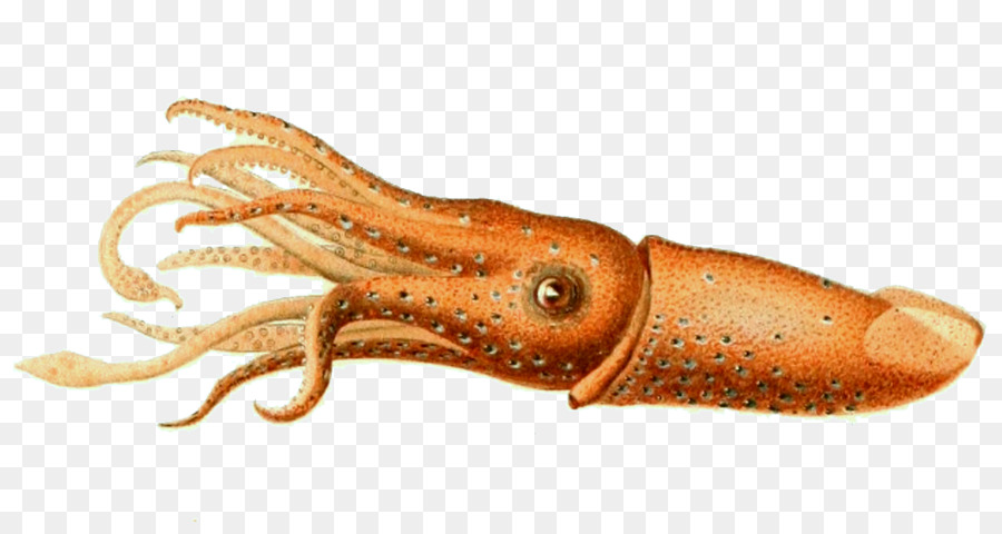 Octopus cartoon . Squid clipart invertebrate animal