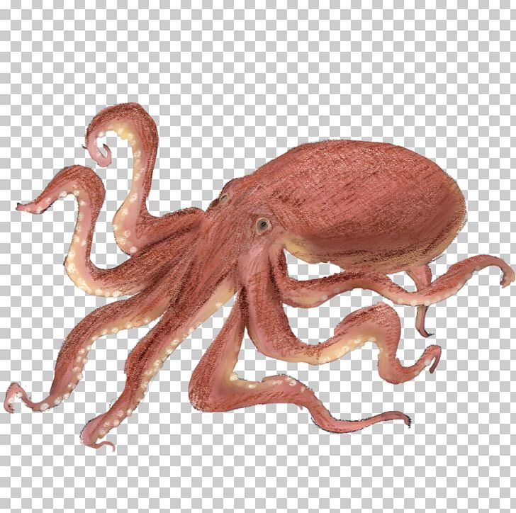 Octopus as food takoyaki. Squid clipart invertebrate animal