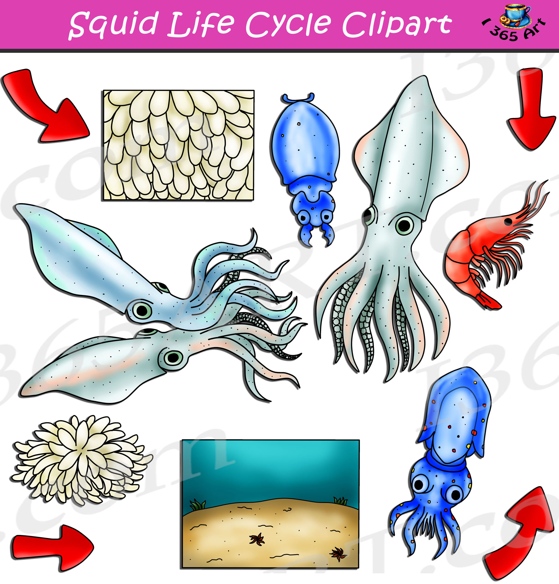 squid clipart marine biology