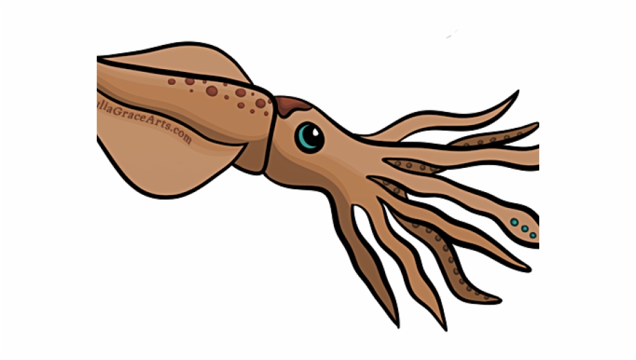 squid clipart marine biology