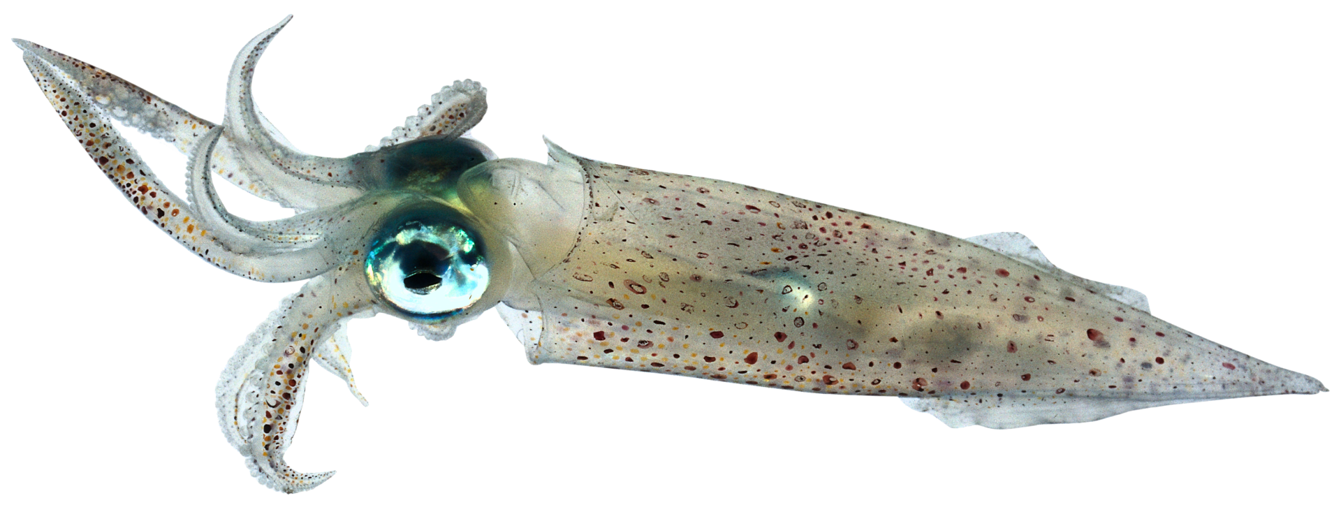 squid clipart mollusk