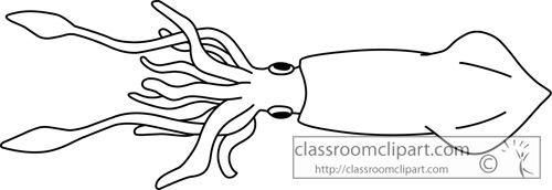 squid clipart mollusk