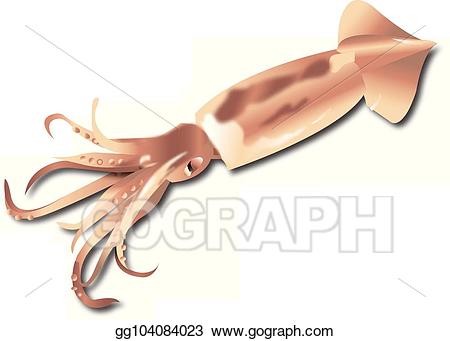 Vector stock clip art. Squid clipart realistic
