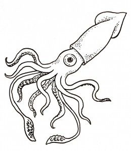 Giant color page coloring. Squid clipart realistic