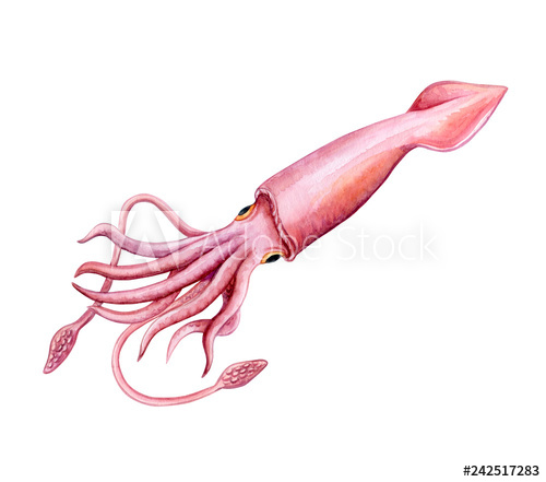 Calmar color isolated on. Squid clipart sea life