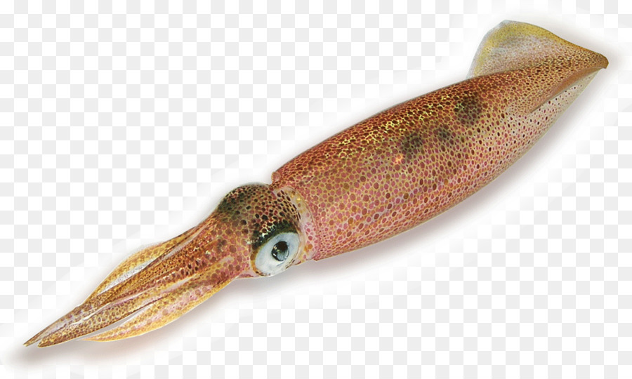 Squid clipart squid fish. Octopus cartoon transparent 