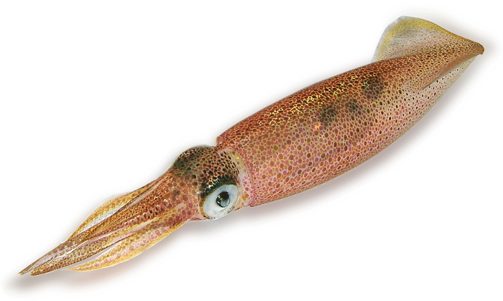 squid clipart transparent background